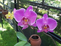 orchid-market-10