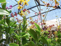 orchid-market-13