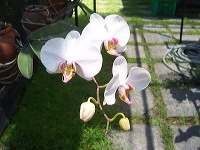 orchid-market-14