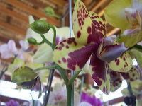 orchid-market-15
