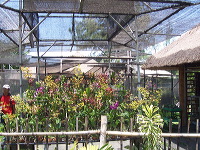 orchid-market-20
