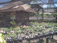 orchid-market-39