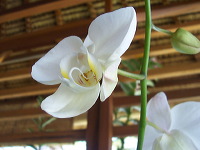 orchid-market-40