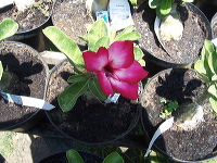 orchid-market-41