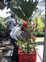 orchid-market-46