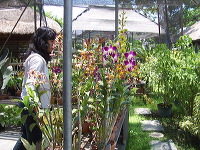orchid-market-47