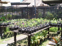 orchid-market-48