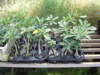 orchid-market-85