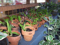 orchid-market-87