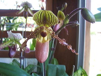 orchid-market-88