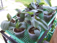 orchid-market-89