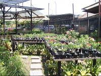 orchid-market-90