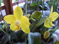 orchid-market-91
