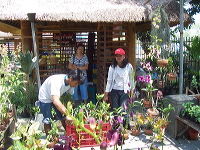 orchid-market-92