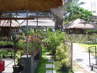 orchid-market-93