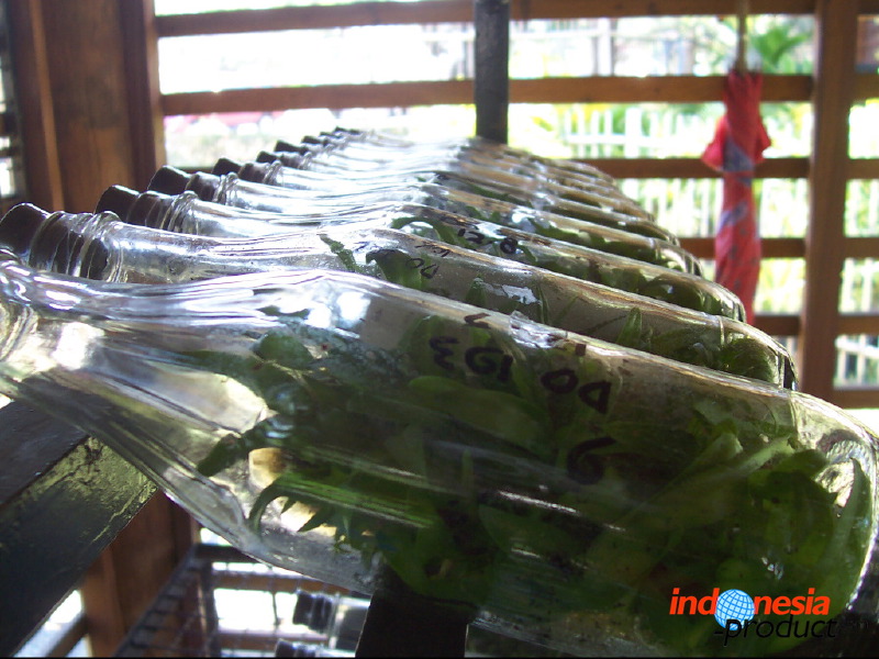 orchid-market-06.jpg