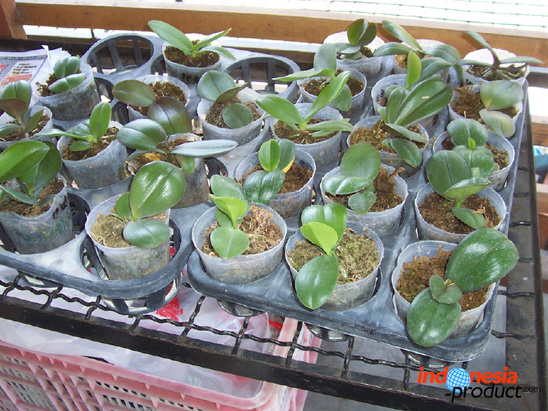 orchid-market-12.jpg