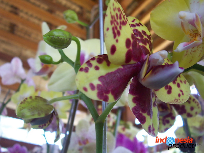 orchid-market-15.jpg