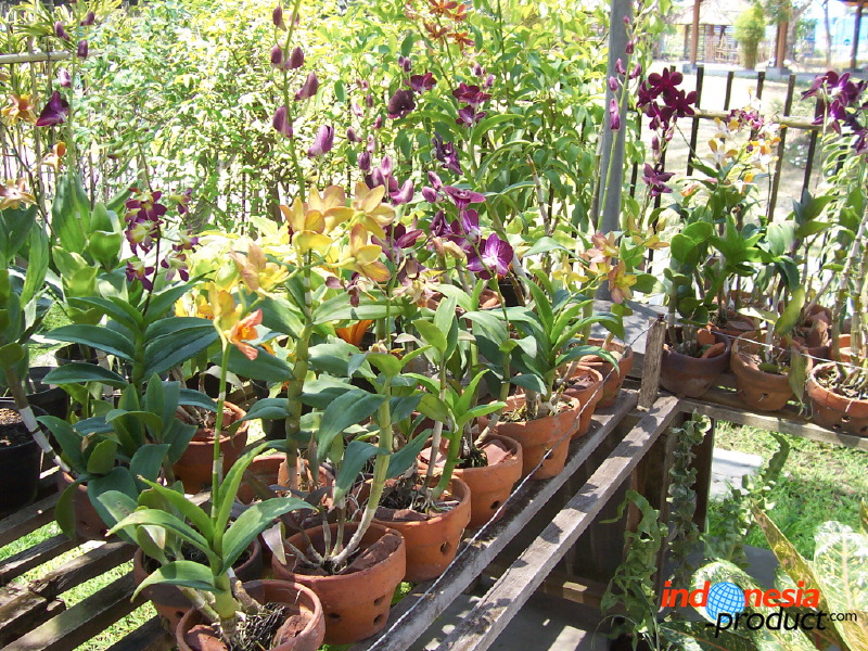 orchid-market-30.jpg