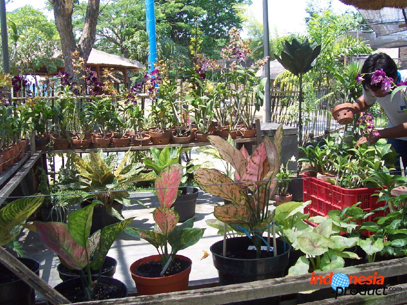 orchid-market-34.jpg
