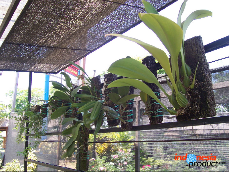 orchid-market-36.jpg