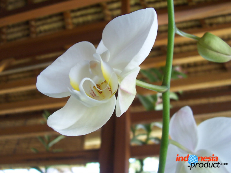 orchid-market-40.jpg