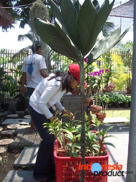 orchid-market-46.jpg