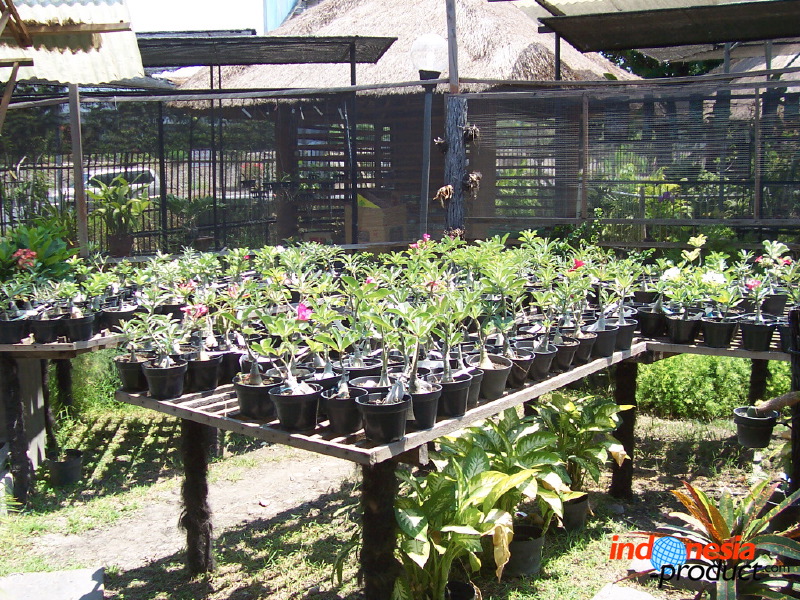 orchid-market-48.jpg