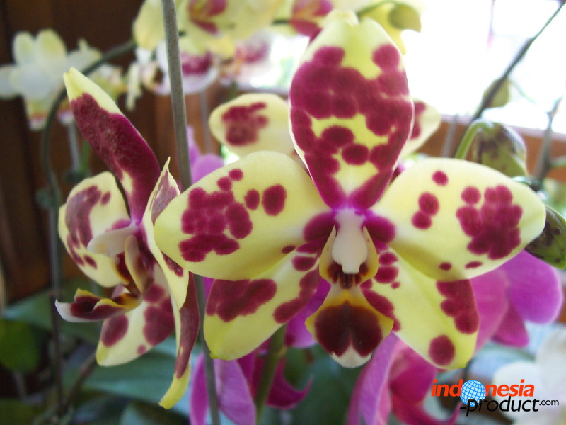 orchid-market-61.jpg