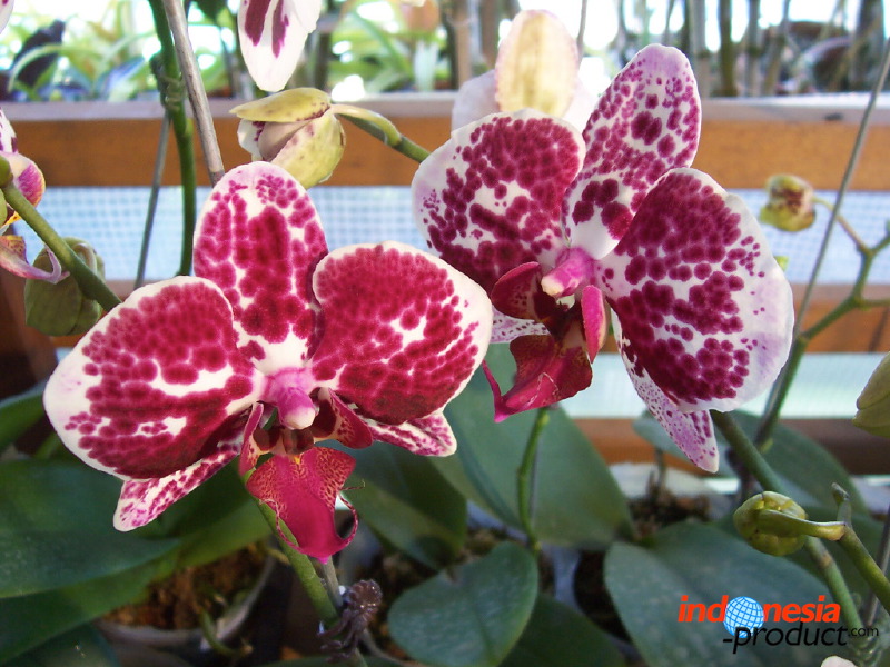orchid-market-66.jpg
