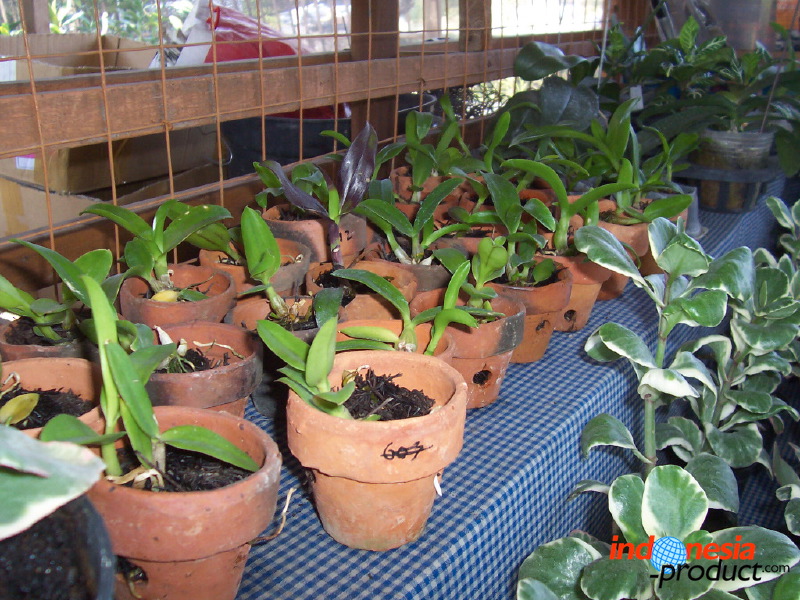 orchid-market-87.jpg