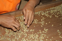 robusta-coffee-factory-16