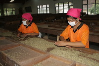 robusta-coffee-factory-19