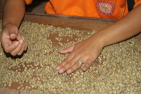 robusta-coffee-factory-23