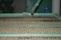 robusta-coffee-factory-24