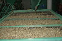 robusta-coffee-factory-37