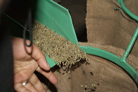 robusta-coffee-factory-45