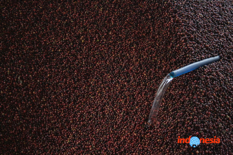 robusta-coffee-factory-12.jpg