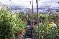 sien-orchid-prigen-_1f87251