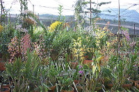sien-orchid-prigen-_1f87253