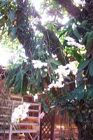 sien-orchid-prigen-_1f87254