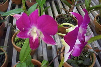 sien-orchid-prigen-_1f87255