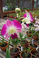 sien-orchid-prigen-_1f87257
