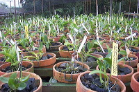 sien-orchid-prigen-_1f87258