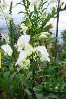 sien-orchid-prigen-_1f8725b
