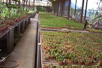 sien-orchid-prigen-_1f8725c