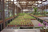 sien-orchid-prigen-_1f8725d