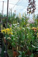 sien-orchid-prigen-_1f8725e