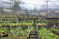 sien-orchid-prigen-_1f8725f