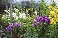 sien-orchid-prigen-_1f87260